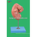 Embryon vif, 25 fois la taille normale Modèle de grossesse